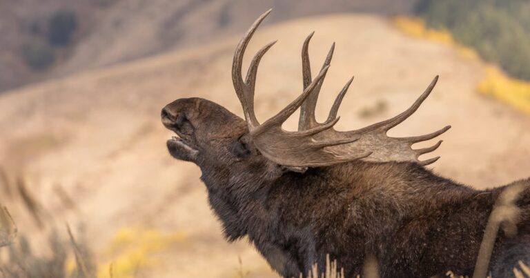 Moosegazete