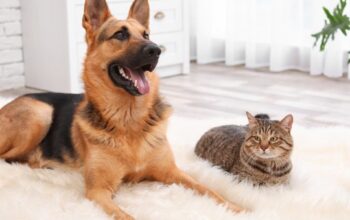 Why You Should Consider Pet Cremation Services for Your Loving Dog or Cat
