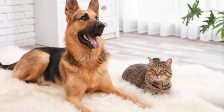Pet Cremation Services
