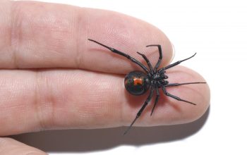 What to Expect From a Black Widow Bite