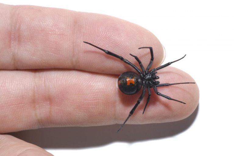 black widow bite