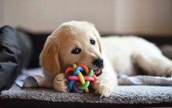 Benefits Of Chew Toys For Dogs