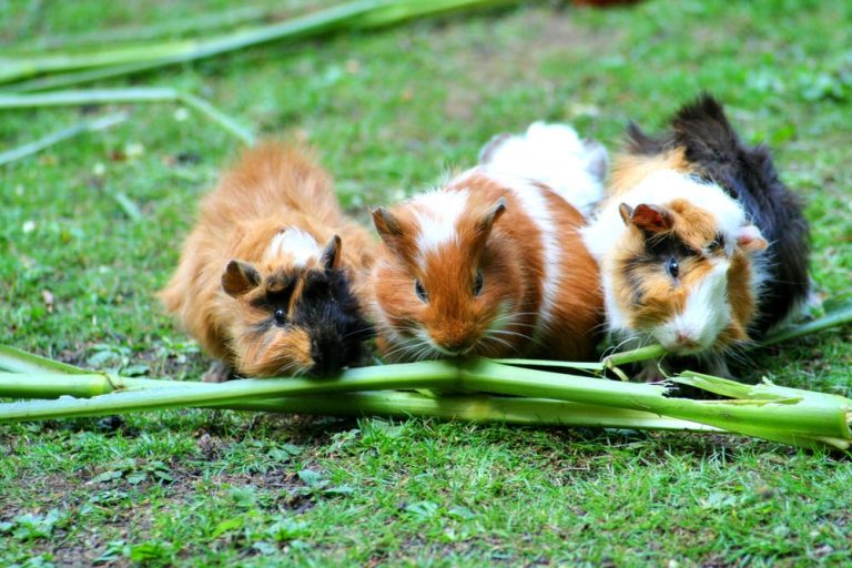 Guinea pigs