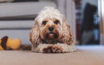Things to know about the Cavapoo breeders