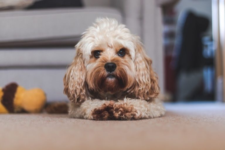 Cavapoo breeder