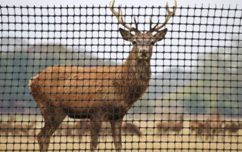Metal Deer Fencing: The Perfect Addition to Your Garden