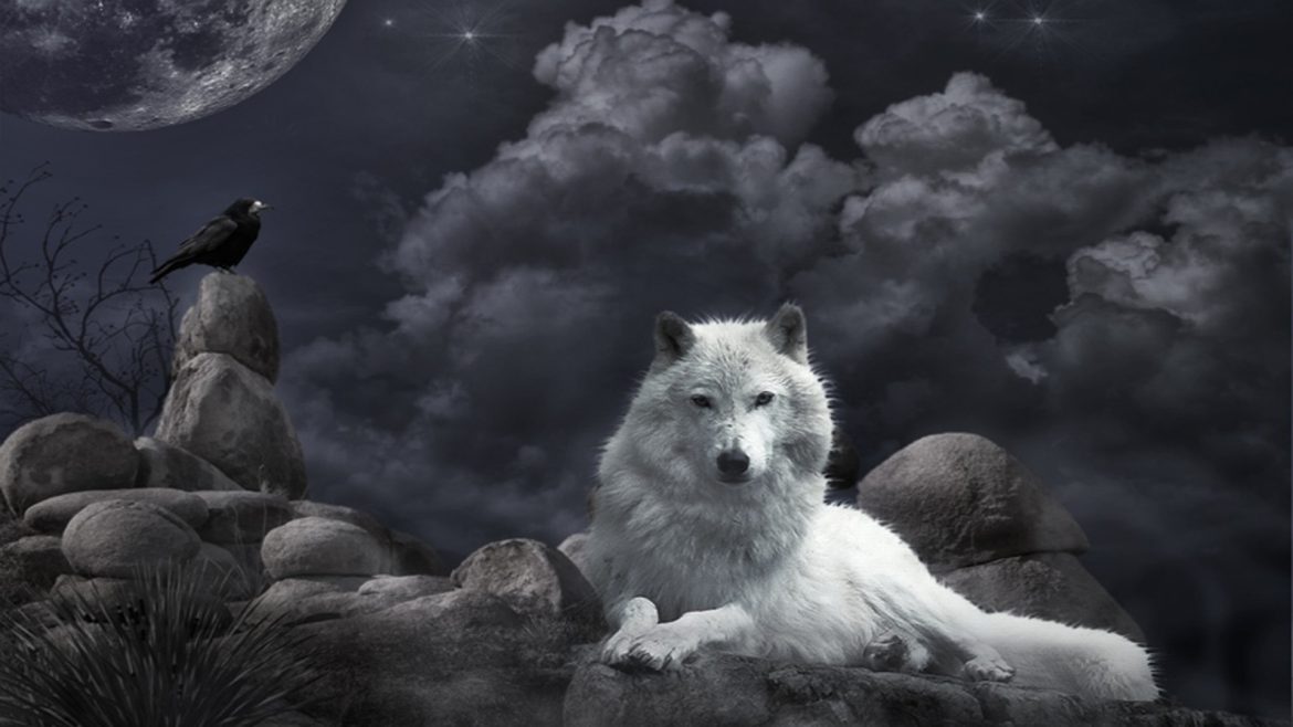 wolf wallpapers phone